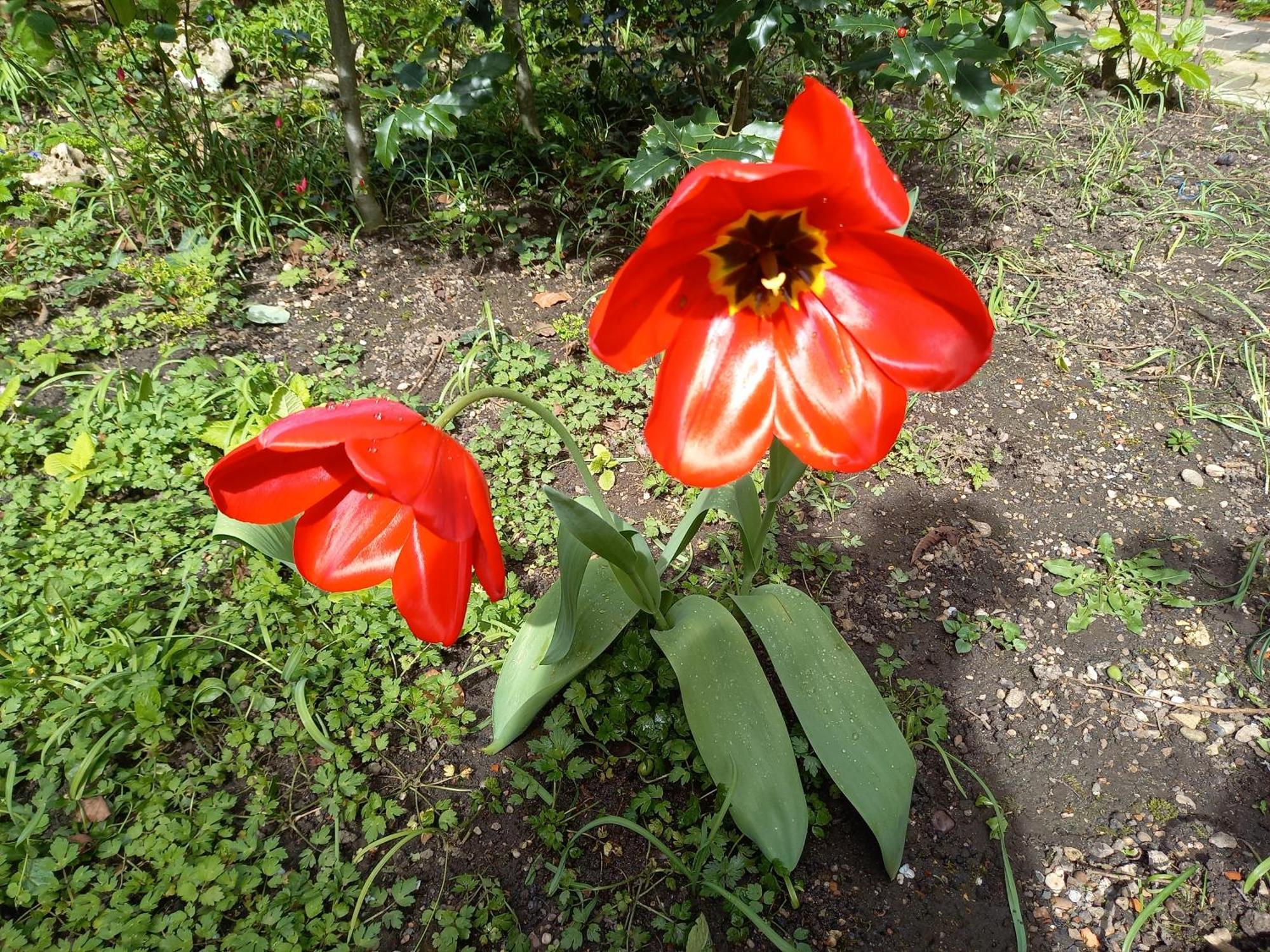 La Teranga De Kadi & Cathy, Avec Jardin Privatif Leilighet Nancy Eksteriør bilde
